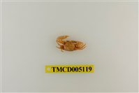 藏品(鋸額豆瓷蟹)的圖片